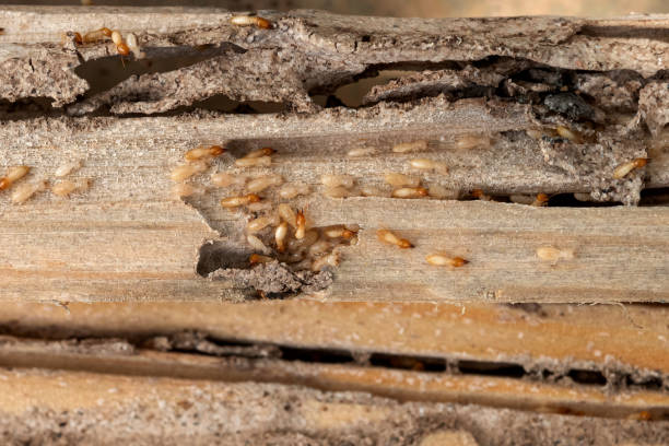 Best Termite Control Services  in Lawton, OK