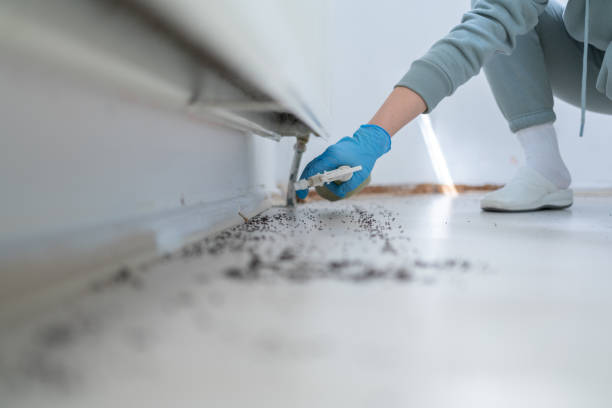 Best Spider Control Near Me  in Lawton, OK